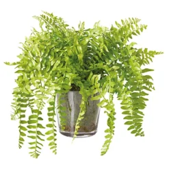 Bloom Artificial Boston Fern Plant In Glass Pot - Faux Fake Realistic Green Houseplant Floral Home Decoration - H40 X W45cm -DIY bloom artificial boston fern plant in glass pot faux fake realistic green houseplant floral home decoration h40 x w45cm5053335810443 03c MP