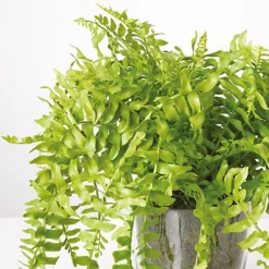 Bloom Artificial Boston Fern Plant In Glass Pot - Faux Fake Realistic Green Houseplant Floral Home Decoration - H40 X W45cm -DIY bloom artificial boston fern plant in glass pot faux fake realistic green houseplant floral home decoration h40 x w45cm5053335810443 04c MP
