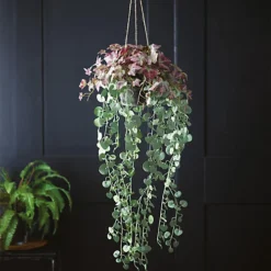 Bloom Artificial Hanging Basket With Purple Tongue & String Of Heart Plants - Faux Fake Houseplant Home Decoration - H100 X W40cm -DIY bloom artificial hanging basket with purple tongue string of heart plants faux fake houseplant home decoration h100 x w40cm5053335877866 03c MP