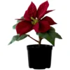Bloom Artificial Mini Red Poinsettia Plant In Terracotta Plastic Pot - Faux Fake Realistic Floral Home Decoration - Measures H15cm 1 Bloom Artificial Mini Red Poinsettia Plant In Terracotta Plastic Pot - Faux Fake Realistic Floral Home Decoration - Measures H15cm -DIY bloom artificial mini red poinsettia plant in terracotta plastic pot faux fake realistic floral home decoration measures h15cm5053335796570 01c MP