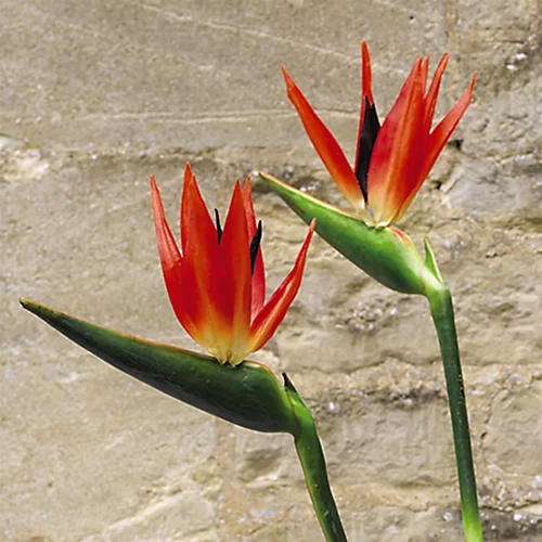 Bloom Artificial Single Bird Of Paradise Stem - Faux Fake Silk Flower Indoor Home Decoration Floral Arrangements - Measures L100cm 5 Bloom Artificial Single Bird Of Paradise Stem - Faux Fake Silk Flower Indoor Home Decoration Floral Arrangements - Measures L100cm - Image 3