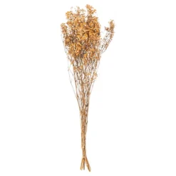Hill Interiors Babys Breath Dried Plant Orange (One Size)
