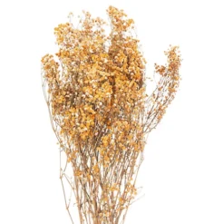 Hill Interiors Babys Breath Dried Plant Orange (One Size) -DIY hill interiors babys breath dried plant orange one size 5059699939936 03c MP