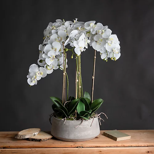 Large White Orchid In Stone Pot 3 Large White Orchid In Stone Pot