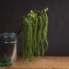UK Homeliving Green Amaranthus -DIY uk homeliving green amaranthus5050140955796 01c MP