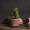 UK Homeliving Potted Cacti And Succulent -DIY uk homeliving potted cacti and succulent5050140904190 01c MP