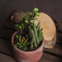 UK Homeliving Potted Cacti And Succulent -DIY uk homeliving potted cacti and succulent5050140904190 04c MP