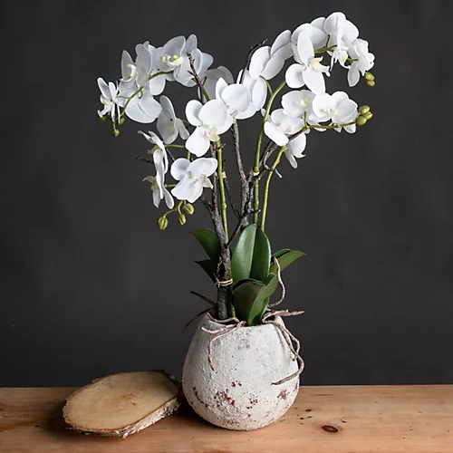UK Homeliving White Orchid In Stone Pot 3 UK Homeliving White Orchid In Stone Pot